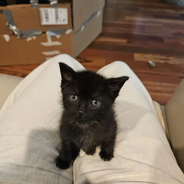 Raven Houdini - Domestic Short Hair