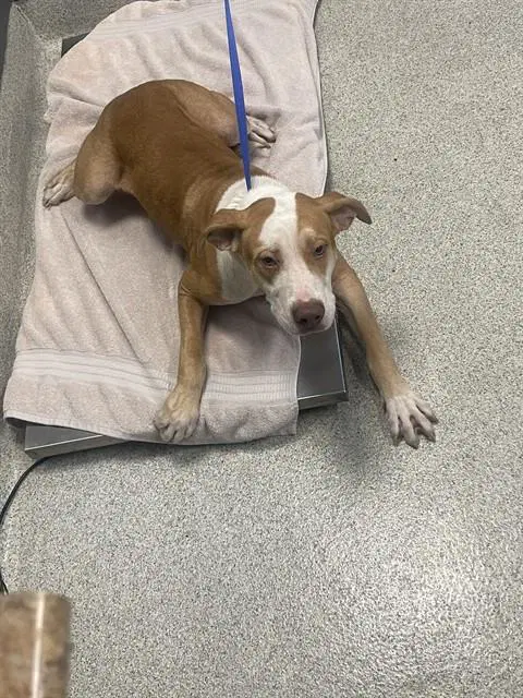Benny - American Staffordshire Terrier