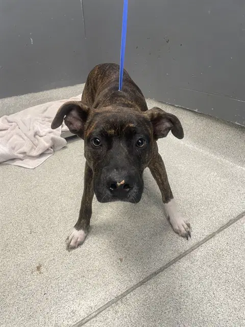Remy - American Staffordshire Terrier