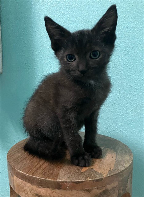 CHARLIE