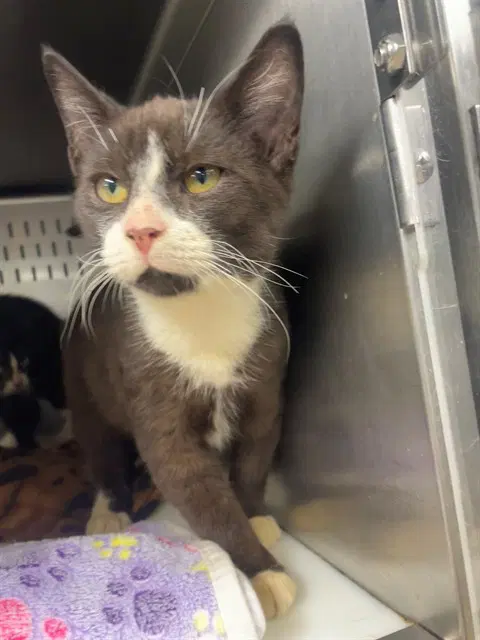 Max - Domestic Short Hair