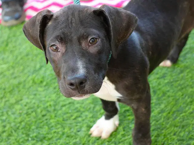 Tank - Staffordshire Bull Terrier