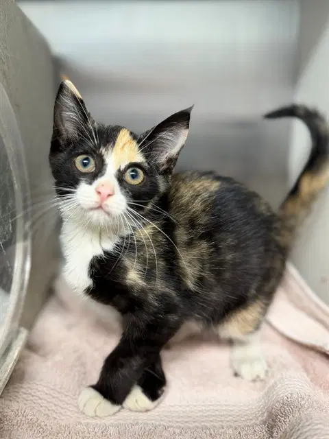 Apple Crisp - Domestic Short Hair