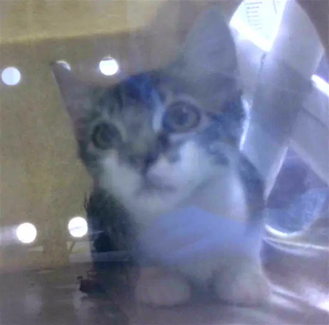 Loam - Domestic Short Hair