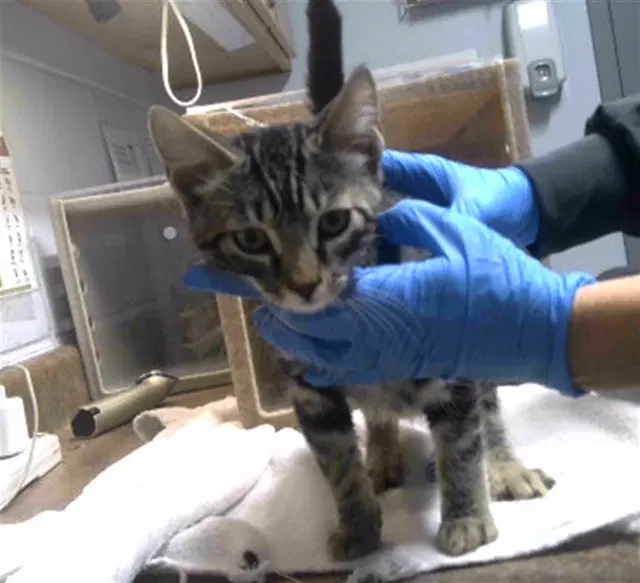 Clay - Domestic Short Hair