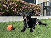 adoptable Dog in santa clara, CA named VIOLA