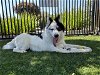 adoptable Dog in santa clara, CA named SCOOTER