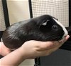adoptable Guinea Pig in jackson, CA named SWEETIE