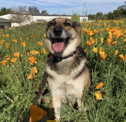 adoptable Dog in Jackson, CA named *JOY