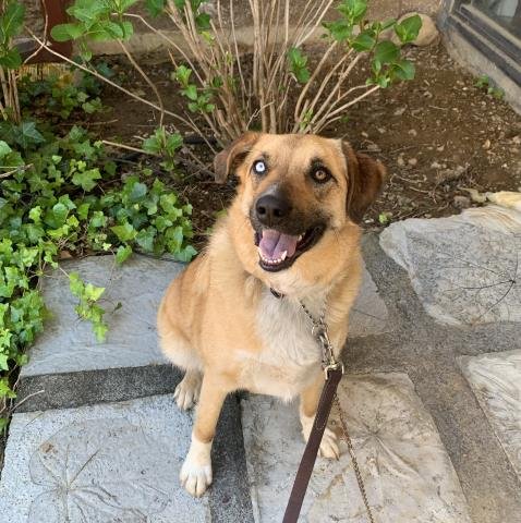 adoptable Dog in Jackson, CA named DAISY DOGG