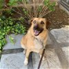 adoptable Dog in jackson, CA named DAISY DOGG