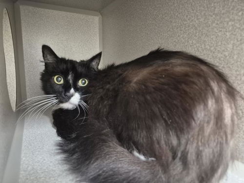 picture of the cat needing adoption