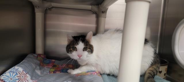 adoptable Cat in Jackson, CA named SWEETIE PIE