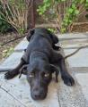 adoptable Dog in Jackson, CA named *PIPER