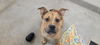 adoptable Dog in  named *FRED