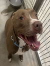 adoptable Dog in  named *JACKIE