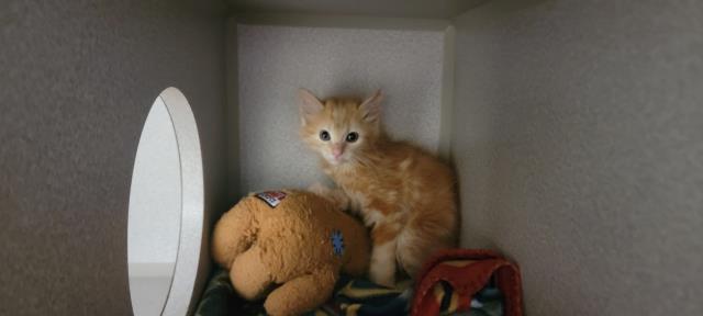 adoptable Cat in Jackson, CA named A064998