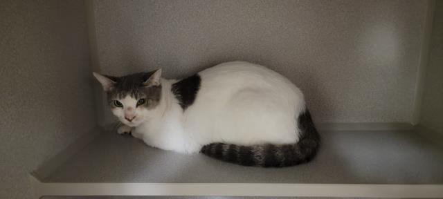 adoptable Cat in Jackson, CA named MARBLE
