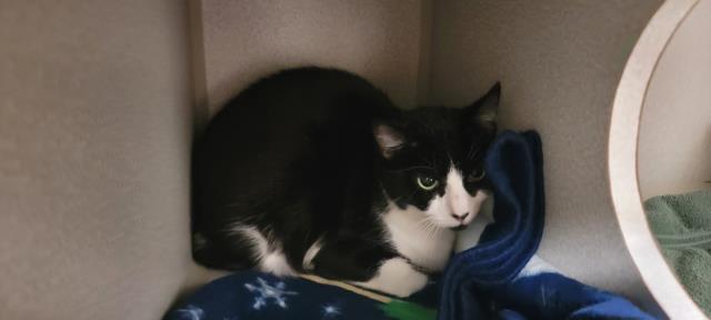 adoptable Cat in Jackson, CA named WARCRY