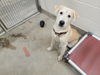 adoptable Dog in  named *DANNY
