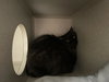 *OLIVER - Photo 1