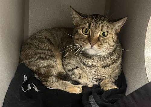 SANDY, Young Domestic Medium Hair (medium coat), cat for adoption in Citrus Heights, California