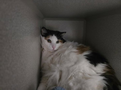picture of the cat needing adoption