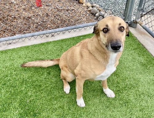 picture of the dog needing adoption