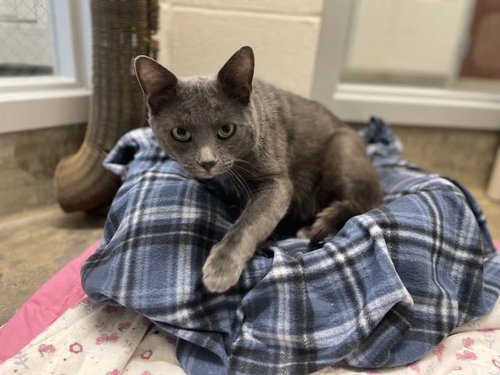 *ROCKY, Young Domestic Short Hair (medium coat), cat for adoption in Roseville, California