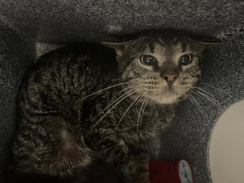 picture of the cat needing adoption