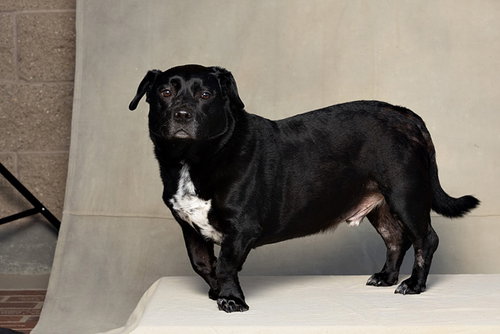 APOLLO, an adoptable Basset Hound in Jackson, CA