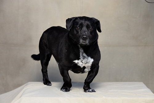 APOLLO, an adoptable Basset Hound in Jackson, CA