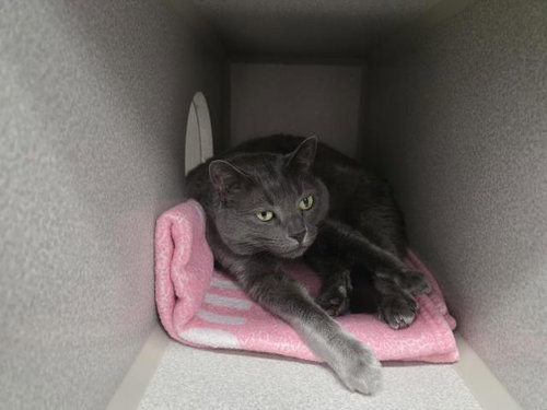 ANGIE, an adoptable Domestic Short Hair in Jackson, CA