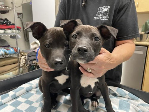 *POPPY, an adoptable Pit Bull Terrier in Jackson, CA