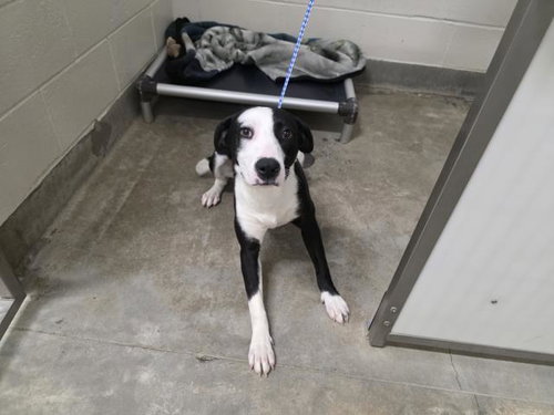 *CHECKERS, an adoptable Border Collie in Jackson, CA