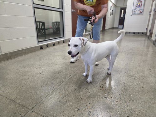 JUNO, an adoptable Pit Bull Terrier in Jackson, CA