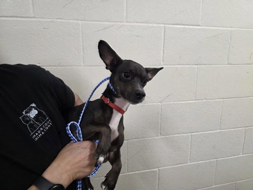picture of the dog needing adoption