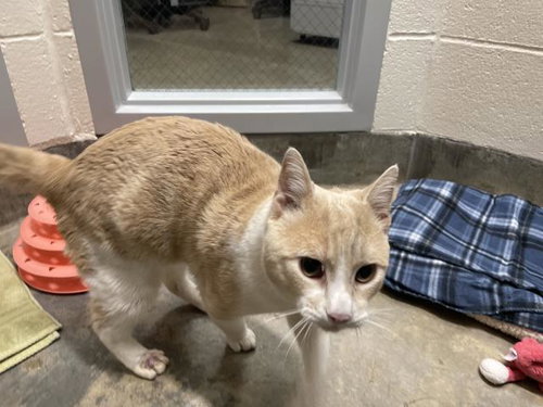 NEWT, Adult Domestic Medium Hair (medium coat), cat for adoption in Citrus Heights, California
