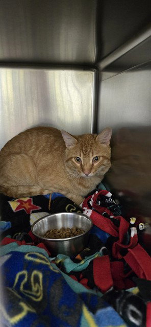 A066854, Adult Domestic Medium Hair (medium coat), cat for adoption in Citrus Heights, California