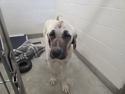 *THELMA, an adoptable Anatolian Shepherd in Jackson, CA