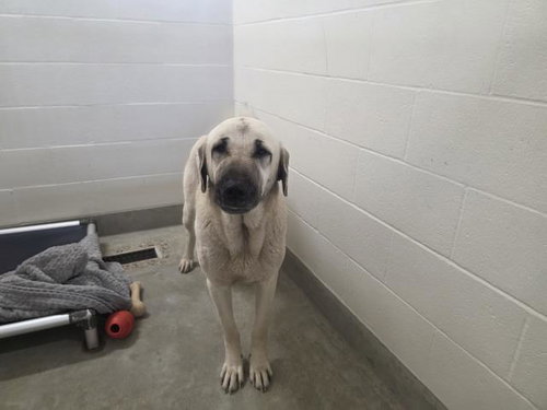 *LOUISE, an adoptable Anatolian Shepherd in Jackson, CA