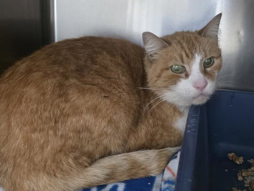 ROXY, an adoptable Domestic Short Hair in Jackson, CA