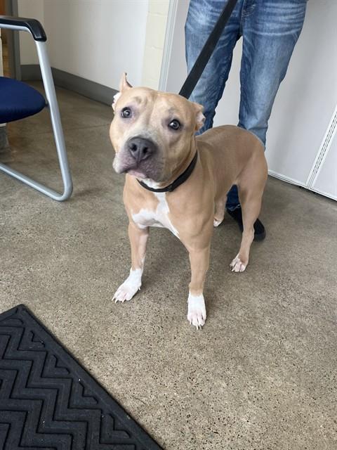 *FARRAH, an adoptable Pit Bull Terrier in Jackson, CA