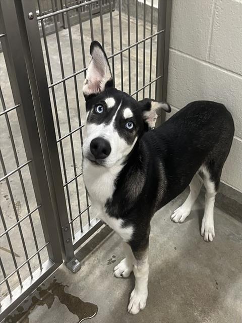 KODA
