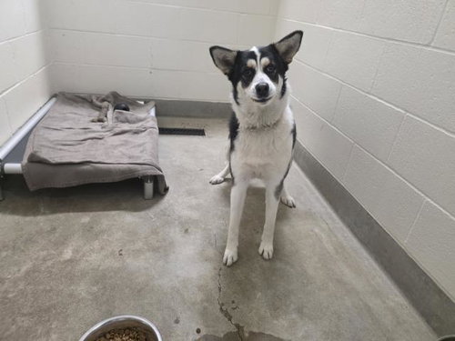 MOMO, an adoptable Siberian Husky in Jackson, CA