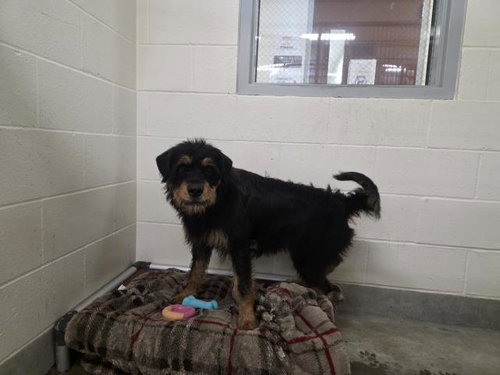 OSO, an adoptable Wirehaired Fox Terrier in Jackson, CA