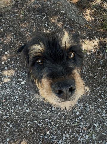 *OZZY — rescue dog of the day