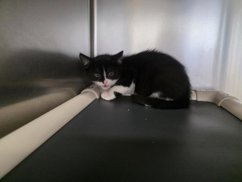 A067125, an adoptable Domestic Medium Hair in Jackson, CA