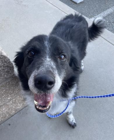*GROVER, an adoptable Australian Shepherd in Jackson, CA