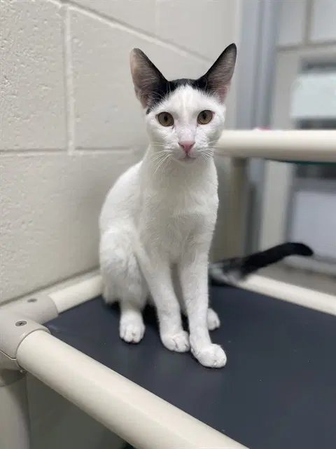 Nibbles - Domestic Short Hair